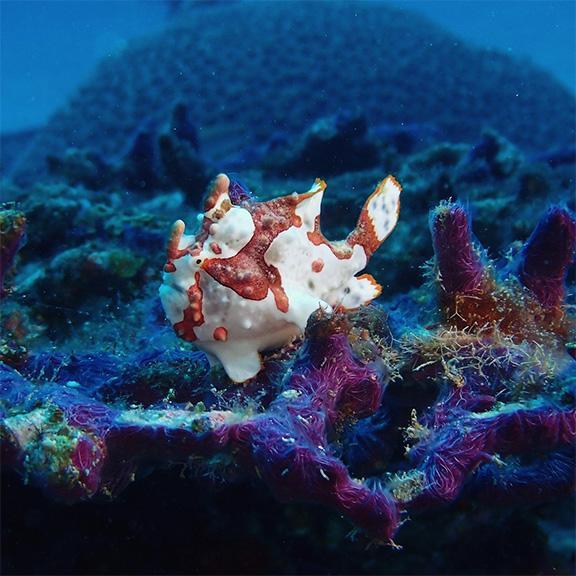 海久ダイビングサービス