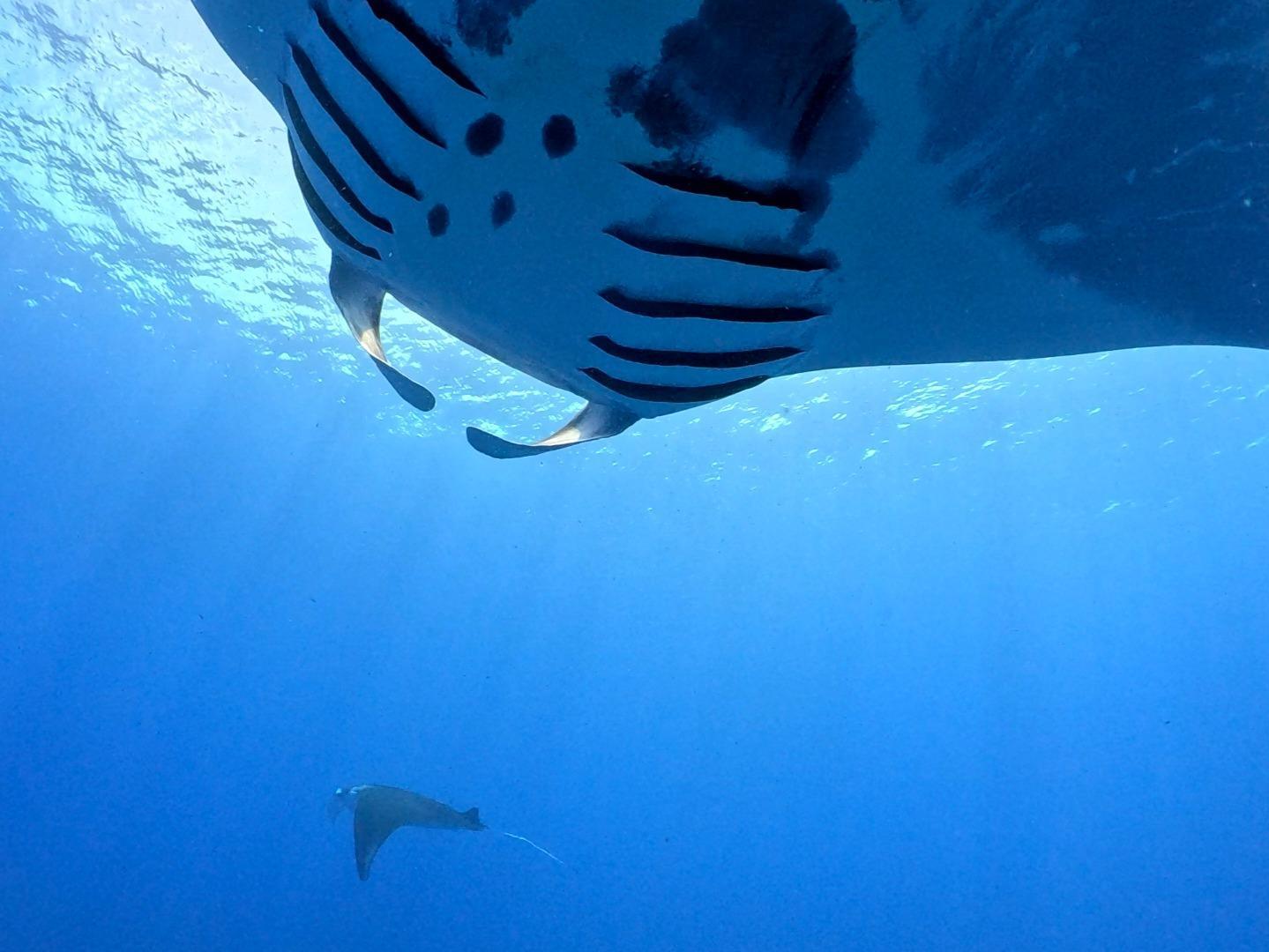 mardiving(マーダイビング)