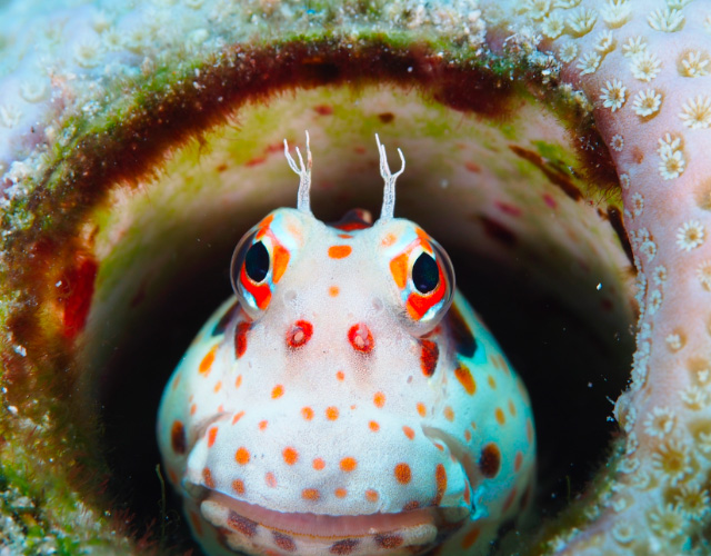 フィッシュウォッチング